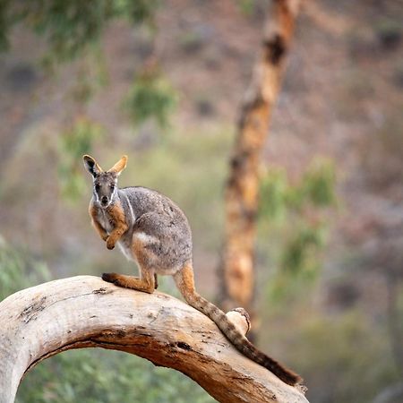 Отель Arkaroola Wilderness Sanctuary Экстерьер фото