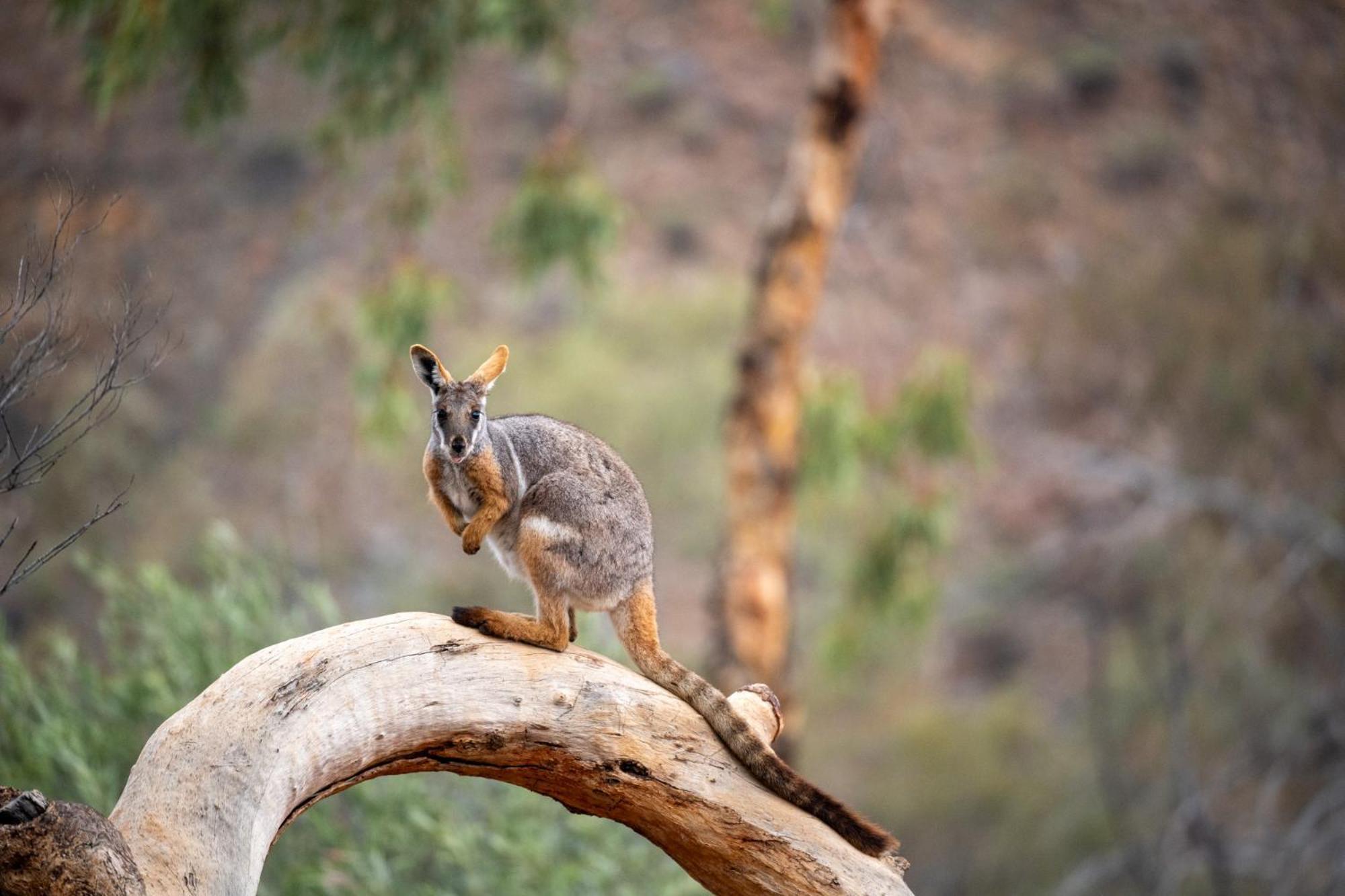 Отель Arkaroola Wilderness Sanctuary Экстерьер фото